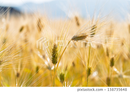 Barley that shines golden in early summer during harvest season. Barley that shines golden in early summer during harvest season. 138735648
