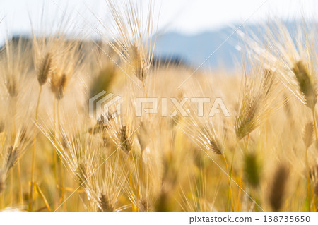 Barley that shines golden in early summer during harvest season. Barley that shines golden in early summer during harvest season. 138735650