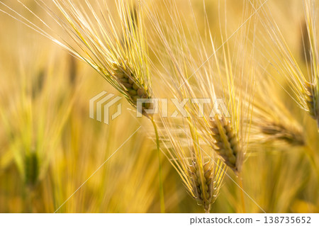 Barley that shines golden in early summer during harvest season. Barley that shines golden in early summer during harvest season. 138735652