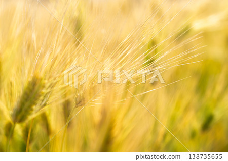 Barley that shines golden in early summer during harvest season. 138735655