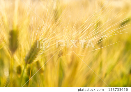 Barley that shines golden in early summer during harvest season. Barley that shines golden in early summer during harvest season. 138735656