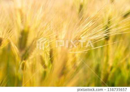 Barley that shines golden in early summer during harvest season. Barley that shines golden in early summer during harvest season. 138735657