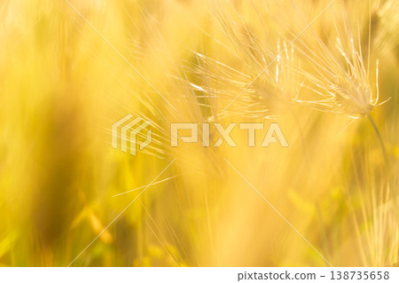 Barley that shines golden in early summer during harvest season. Barley that shines golden in early summer during harvest season. 138735658