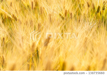 Barley that shines golden in early summer during harvest season. 138735660