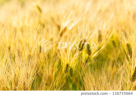 Barley that shines golden in early summer during harvest season. Barley that shines golden in early summer during harvest season. 138735664