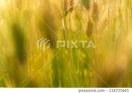 Barley that shines golden in early summer during harvest season. Barley that shines golden in early summer during harvest season. 138735665