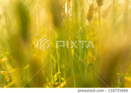 Barley that shines golden in early summer during harvest season. Barley that shines golden in early summer during harvest season. 138735666