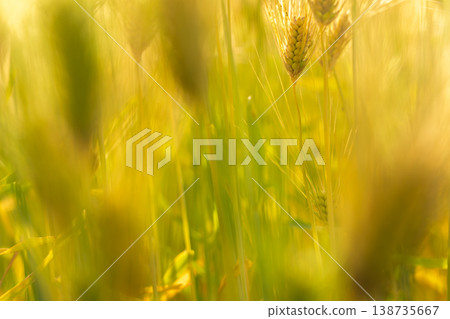 Barley that shines golden in early summer during harvest season. 138735667