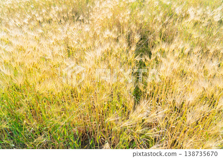Barley that shines golden in early summer during harvest season. Barley that shines golden in early summer during harvest season. 138735670