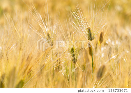 Barley that shines golden in early summer during harvest season. Barley that shines golden in early summer during harvest season. 138735671