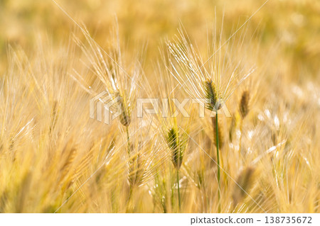 Barley that shines golden in early summer during harvest season. Barley that shines golden in early summer during harvest season. 138735672