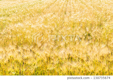 Barley that shines golden in early summer during harvest season. Barley that shines golden in early summer during harvest season. 138735674