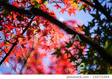 Autumn leaves of maple trees in the grounds of Goryo Shrine Autumn leaves of maple trees in the grounds of Goryo Shrine 138735844