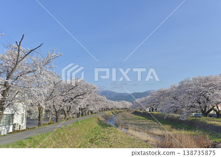 橫川櫻花大道,岡谷市,長野縣 橫川櫻花大道,岡谷市,長野縣 138735875