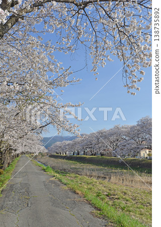 Yokogawa Cherry Blossom Avenue, Okaya City, Nagano Prefecture 138735892