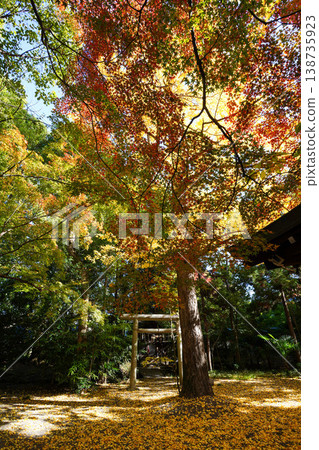 五靈神社內的金黃色銀杏葉和紅色楓葉。 五靈神社內的金黃色銀杏葉和紅色楓葉。 138735923