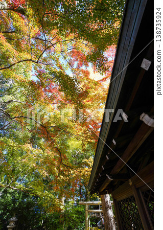 五靈神社內的金黃色銀杏葉和紅色楓葉。 五靈神社內的金黃色銀杏葉和紅色楓葉。 138735924