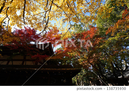 五靈神社內的金黃色銀杏葉和紅色楓葉。 138735930
