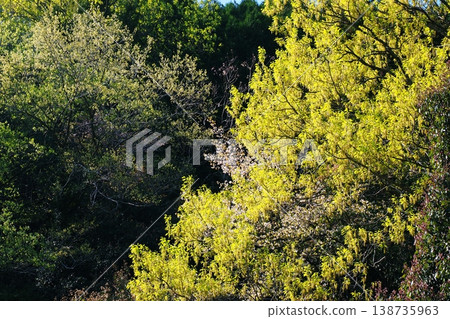 Early summer, the fresh green of the mountains Early summer, the fresh green of the mountains 138735963