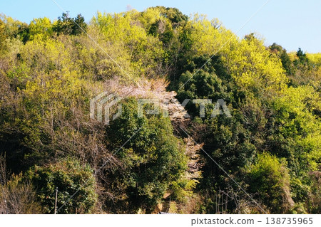 Early summer, the fresh green of the mountains and mountain cherry blossoms Early summer, the fresh green of the mountains and mountain cherry blossoms 138735965