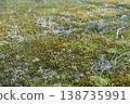 Ground covered with grass and moss 138735991