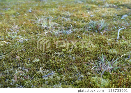 Ground covered with grass and moss Ground covered with grass and moss 138735991