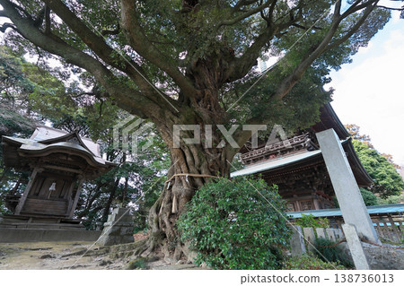 櫻川市、鹽尾山、藥王院、女兒節、神樹、晴朗天氣 櫻川市、鹽尾山、藥王院、女兒節、神樹、晴朗天氣 138736013
