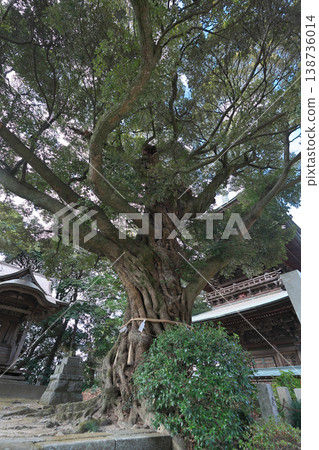 櫻川市、鹽尾山、藥王院、女兒節、神樹、晴朗天氣 櫻川市、鹽尾山、藥王院、女兒節、神樹、晴朗天氣 138736014