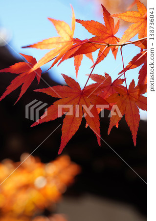 Autumn leaves of maple trees in the grounds of a shrine in Kyoto Autumn leaves of maple trees in the grounds of a shrine in Kyoto 138736041