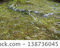 Tree roots extending into moss-covered ground 138736045