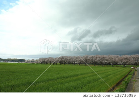 Cherry blossom trees, a popular tourist spot Cherry blossom trees, a popular tourist spot 138736089