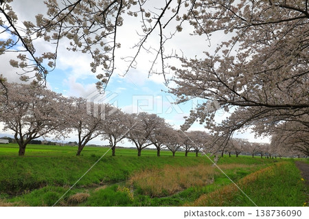 櫻花樹,熱門旅遊景點 櫻花樹,熱門旅遊景點 138736090