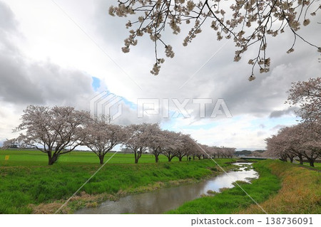 櫻花樹,熱門旅遊景點 櫻花樹,熱門旅遊景點 138736091