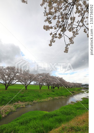 Cherry blossom trees, a popular tourist spot Cherry blossom trees, a popular tourist spot 138736092
