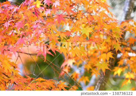 The maple leaves are vividly colored. The maple leaves are vividly colored. 138736122