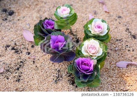 Cute Potato flower 138736126