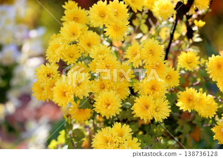 Cute chrysanthemum flowers Cute chrysanthemum flowers 138736128