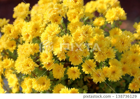 Cute chrysanthemum flowers 138736129
