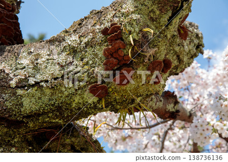 Old cherry trees Old cherry trees 138736136