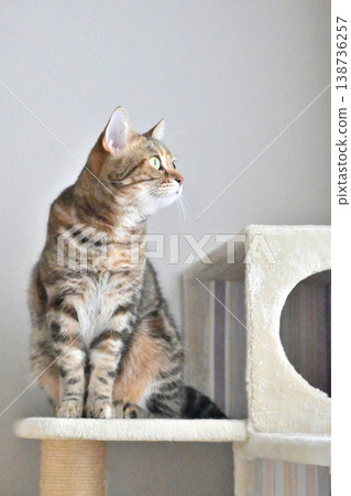 Cat tower cat American Shorthair brown patched tabby Cat tower cat American Shorthair brown patched tabby 138736257
