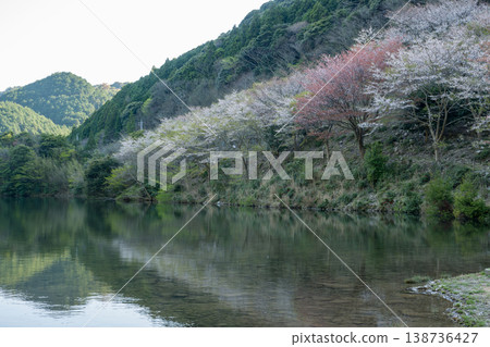 Famous cherry blossom viewing spots in Yamaguchi Prefecture Famous cherry blossom viewing spots in Yamaguchi Prefecture 138736427