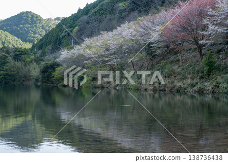 山口縣著名的賞櫻地點 山口縣著名的賞櫻地點 138736438