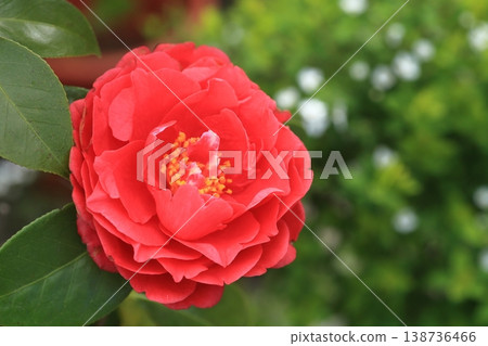 雪山茶花 138736466