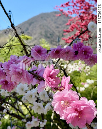 在日向溫泉（長野縣下名郡阿知村），紅色、白色和粉紅色的桃花在藍天和鬱鬱蔥蔥的青山映襯下顯得格外美麗。 138736478