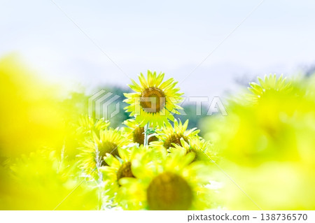 【夏日影像】一片燦爛的向日葵花田,高調,柔和散景,橫向構圖,透明 【夏日影像】一片燦爛的向日葵花田,高調,柔和散景,橫向構圖,透明 138736570