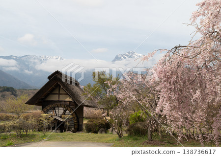 Cherry blossoms at Suisha-no-Sato Park 138736617