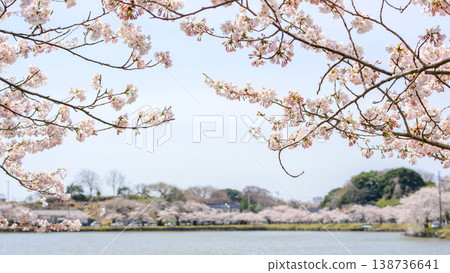秋田郡的星石公園,春天時節櫻花盛開,美不勝收。 秋田郡的星石公園,春天時節櫻花盛開,美不勝收。 138736641