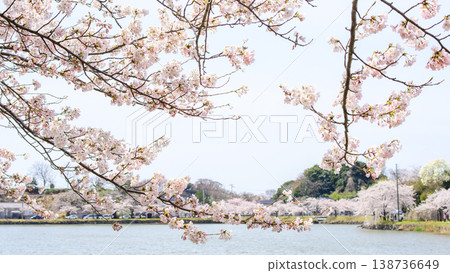 秋田郡的星石公園,春天時節櫻花盛開,美不勝收。 秋田郡的星石公園,春天時節櫻花盛開,美不勝收。 138736649
