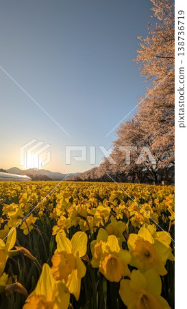 夕陽西下，映照著岩井海濱公園的水仙田和櫻花樹。 138736719