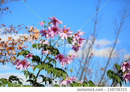 Refreshing Emperor Dahlia Flowers 138736723